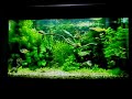 Juwel Rio 125 Planted Aquarium