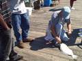 Big Flounder Topsail Island Surf City Pier