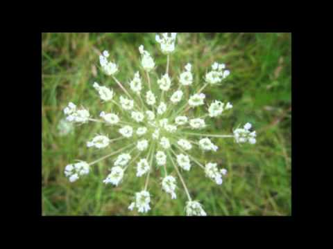 how to dye queen anne's lace