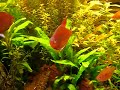 Kirschflecksalmler - Tanz - Bleeding Heart Tetra - Dance