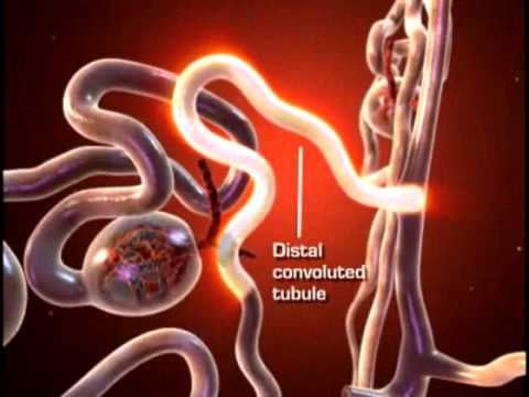 kidney - Nephron - the Functional Unit of Kidney.