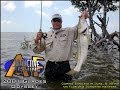 Crazy Shark Encounter