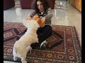 animali
