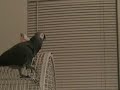 Smart African Grey Parrot Lola