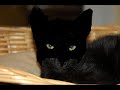 The BatKitty