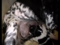Epagneul breton di valia calda AKIM PUPPY.www.epaniel-breton.com