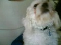 Funny Dog Video!