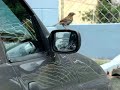 Passaro maluco Passaro maluco