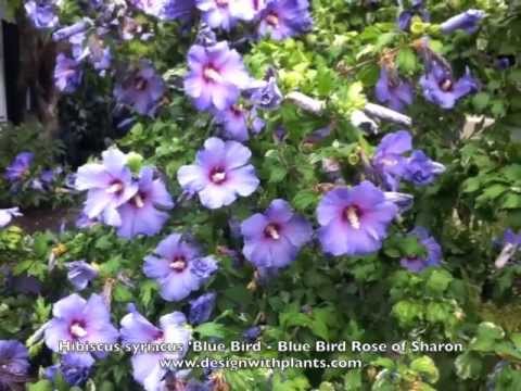 how to transplant a rose of sharon