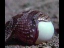 snake swallow abig eggثعبان يبتلع بيضه ضخمه