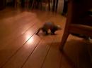 Gijs, my Ferret ^^