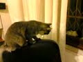 lilli e il palloncino 1