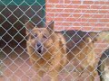 banquetazo-de-ternera.html