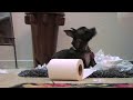 Toilet Paper Fiesta!!!