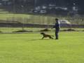hundesport dreamteam