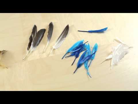 how to dye duck feathers