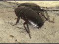 The elusive florida roach The elusive florida roach