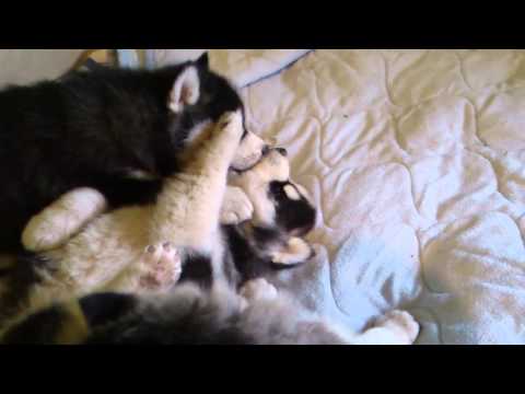 siberian husky