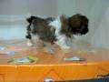 videos de Shih Tzu Macho STA REF:208