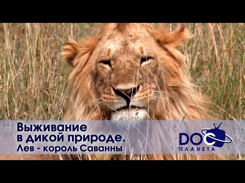 Выживание в дикой природе. Лев - король саванны