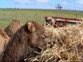 ラクダ動画