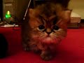 Chatons ! Chatons !