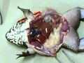 Katak yang nyawa ikan