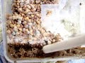 AutoFeeder Infested With Maggots AutoFeeder Infested With Maggots