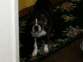 videos de My Dog Givin' Me the Stink-Eye