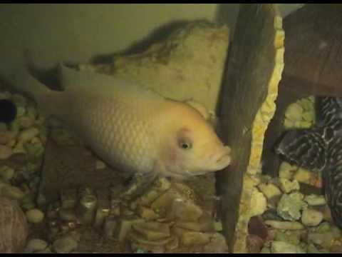 how to cure un ojo de pescado