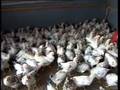 videos de Viustino 65