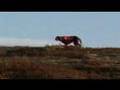 Rypejakt av Kristoffer Clausen, grouse hunting