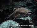 Flathead at Cabela\ Flathead at Cabela\