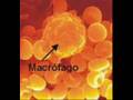 auto hemoterapia_Dr Paulo.wmv