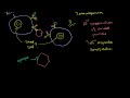B Cells: B Lymphocytes Video Tutorial