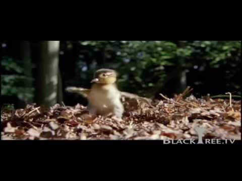 See video