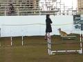 videos de kaley corgi -AKC Standard --she is kaley table girl!  1st place/Q (nov 30 08)