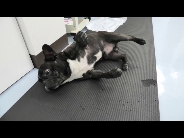 フレンチブルドッグ（小型犬）の頸部椎間板ヘルニア手術前・手術後