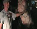 A Very Big Tiger Shark at Shellharbour