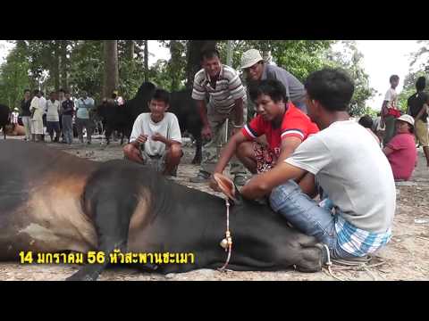 วัวชน - วัวชนดอทคอมเก็บบรรยากาศบางตอน วันเปรียบวัวสนามฯหัวสะพานชะเมา 14 มกรา 56 มาฝาก...