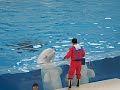 PB220020BelugaDance.AVI