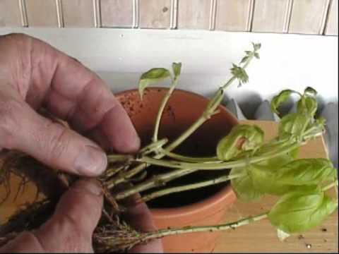 how to transplant basil