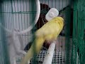 my sweet parots