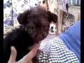 Delysia de la Muppet a la Maison! Day One (9 wks) Delysia de la Muppet a la Maison! Day One (9 wks)