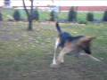 videos de Norton