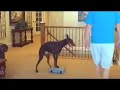 Deja v. Kathedrale \"Lux\" Doberman tricks Deja v. Kathedrale \"Lux\" Doberman tricks