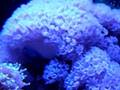 Pulsating Xenia