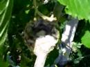 Humming bird nest March 26 2007