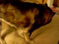Tundra claiming her bed