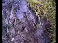 Barefoot in peat mud 2